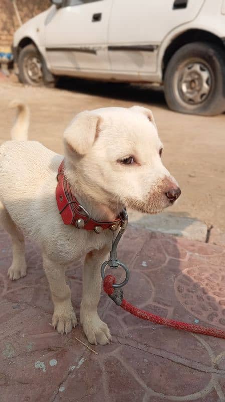 Labrador female puppy 0