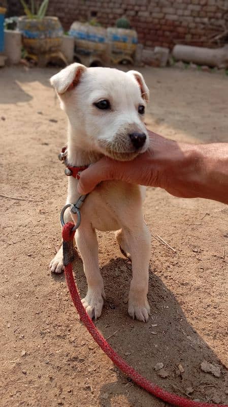 Labrador female puppy 1