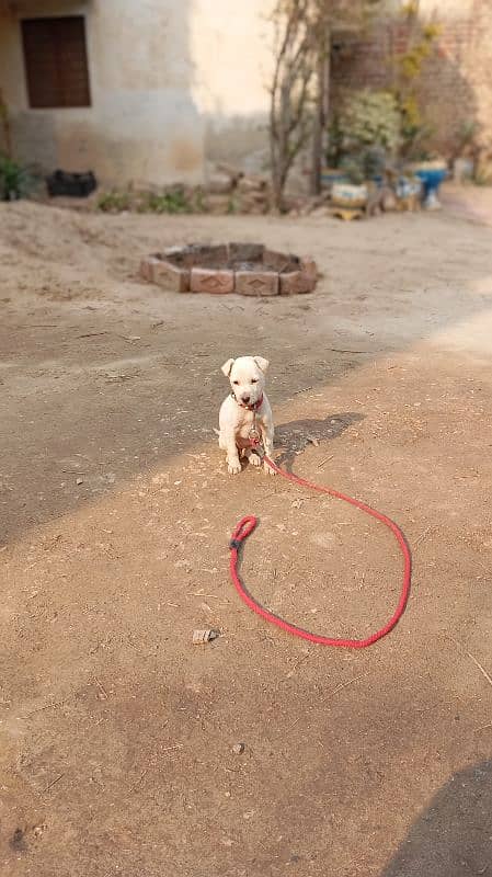 Labrador female puppy 3