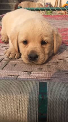 LABRADOR FEMALE PUPPY