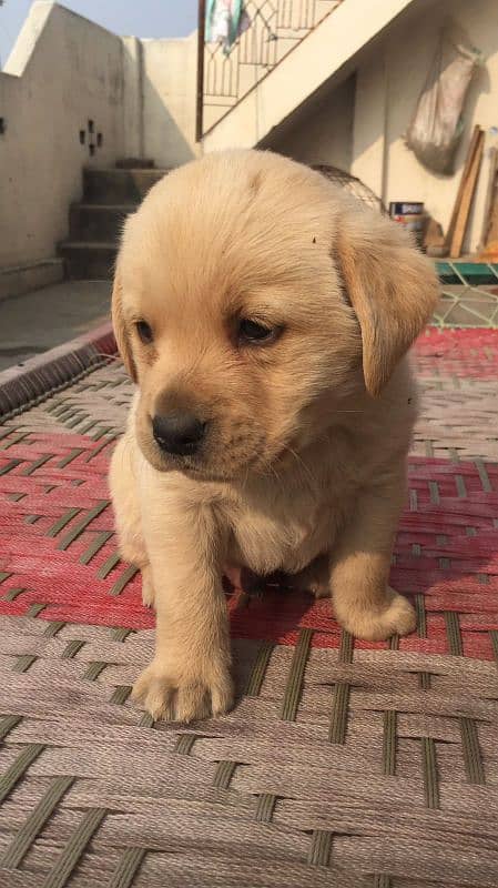 LABRADOR FEMALE PUPPY 1