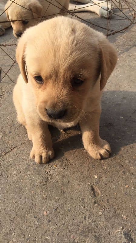 LABRADOR FEMALE PUPPY 2