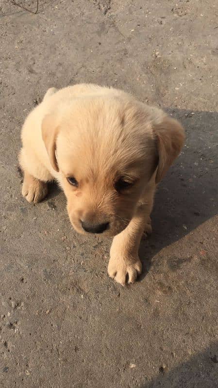 LABRADOR FEMALE PUPPY 3