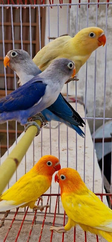 Love Bird/lutino pasnata/parblue pastelino/ blue fishri splitino 1