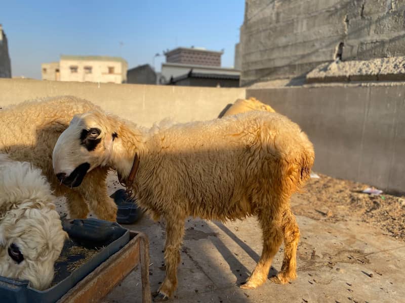 Mundri Sheep For Sale In Karachi 0