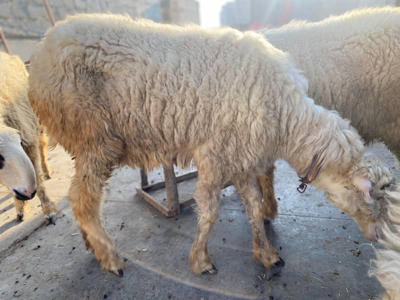 Mundri Sheep For Sale In Karachi 1