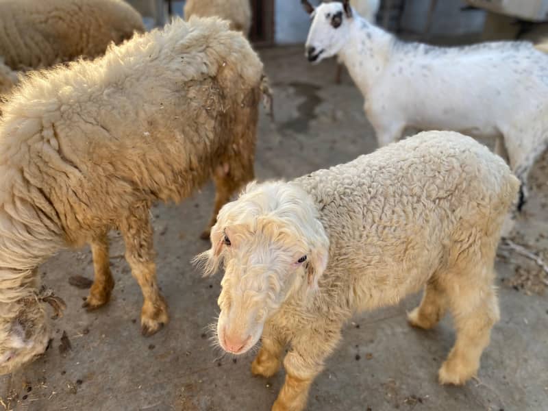 Mundri Sheep For Sale In Karachi 2