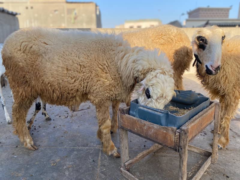 Mundri Sheep For Sale In Karachi 3