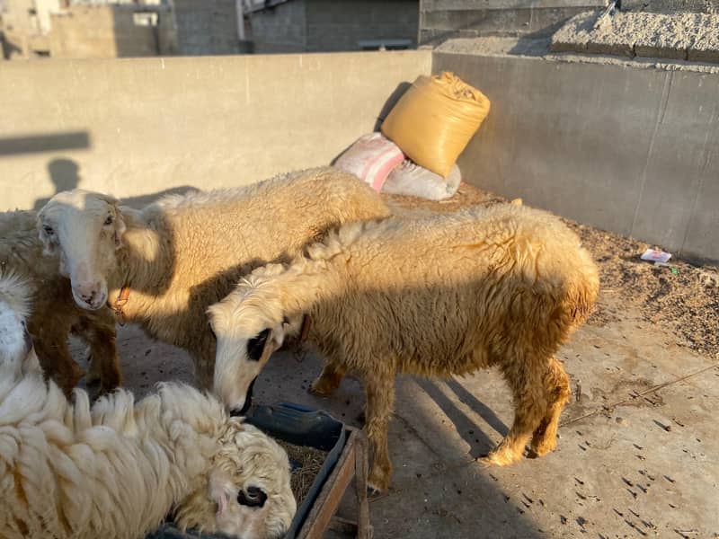 Mundri Sheep For Sale In Karachi 4