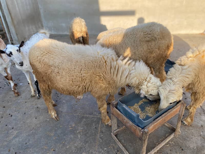 Mundri Sheep For Sale In Karachi 5