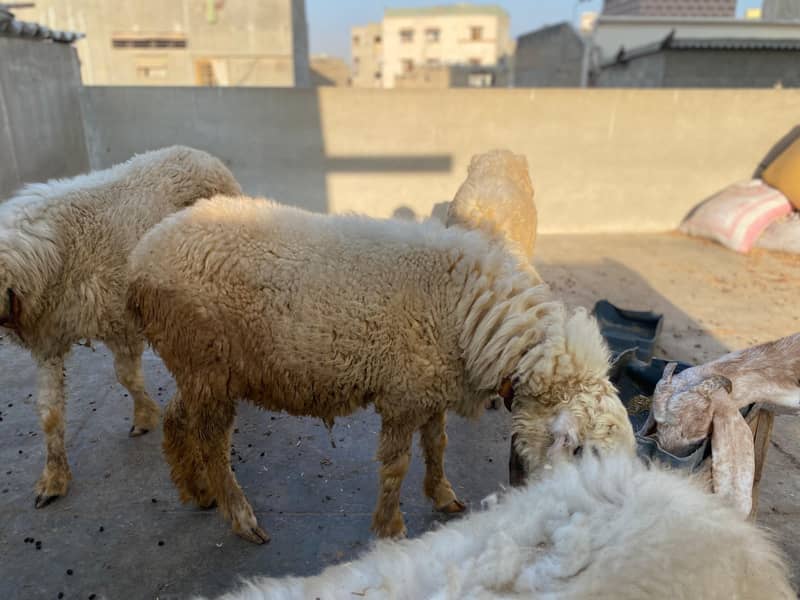 Mundri Sheep For Sale In Karachi 6