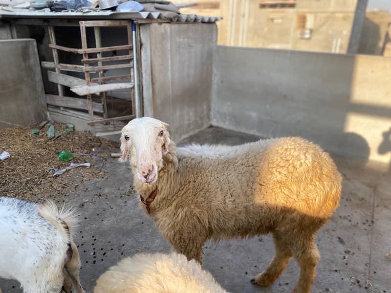 Mundri Sheep For Sale In Karachi 7