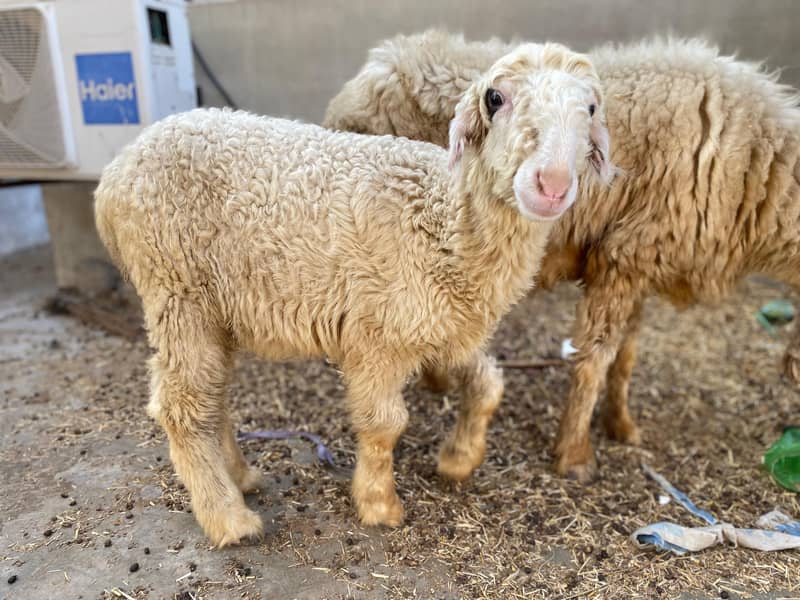 Mundri Sheep For Sale In Karachi 8