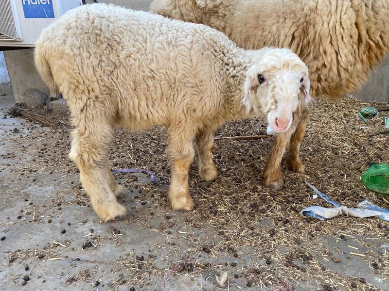 Mundri Sheep For Sale In Karachi 9