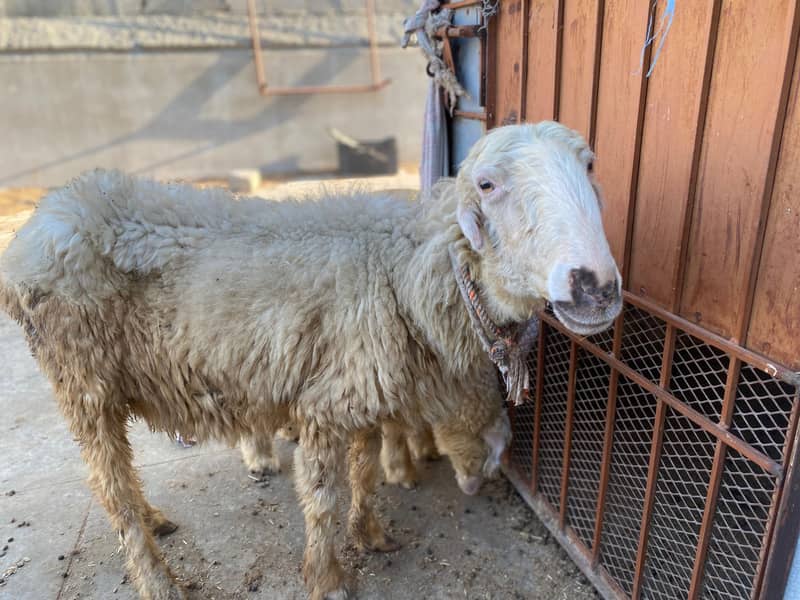 Mundri Sheep For Sale In Karachi 10