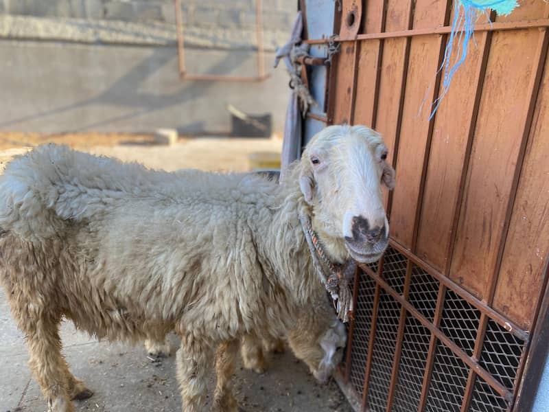 Mundri Sheep For Sale In Karachi 11