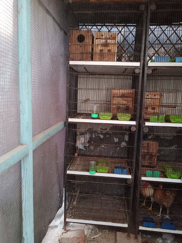 Used Cage Good Condition Faisalabad 2