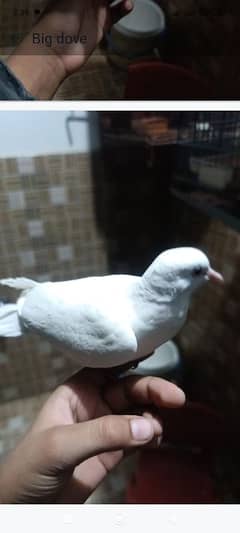 doves hand tame