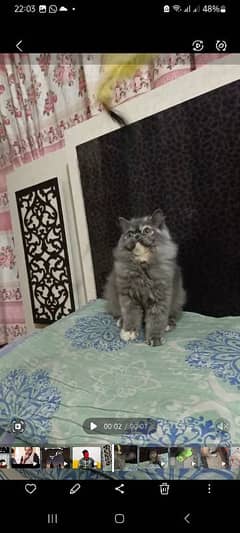 Peki female cat for sale