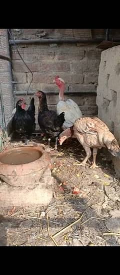 Desi aseel murgi /murga breeder