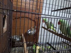 Raw Breeder Pair / green parrots / breeder pair [location: Gujranwala]