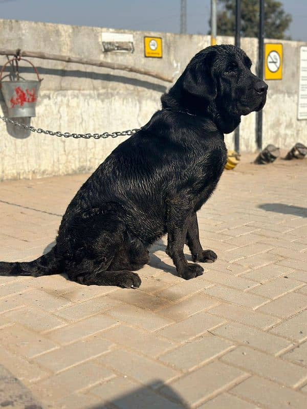 unique quality Labrador make available confirm stud 0