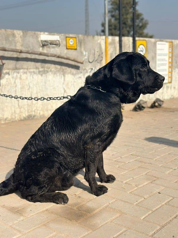 unique quality Labrador make available confirm stud 2