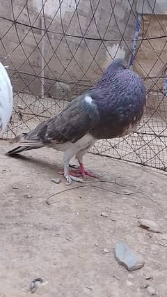 Pouter pigeon // gubara pigeon