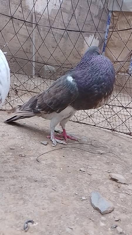 Pouter pigeon // gubara pigeon 0