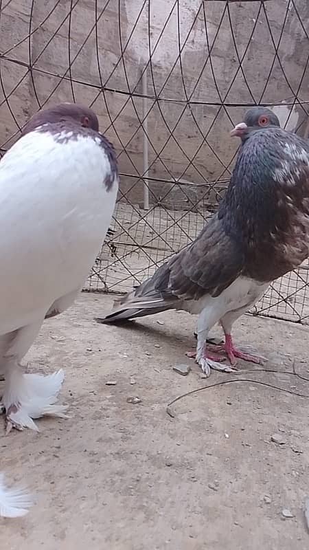 Pouter pigeon // gubara pigeon 1