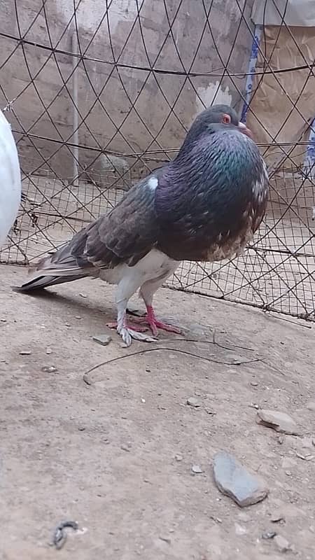 Pouter pigeon // gubara pigeon 3