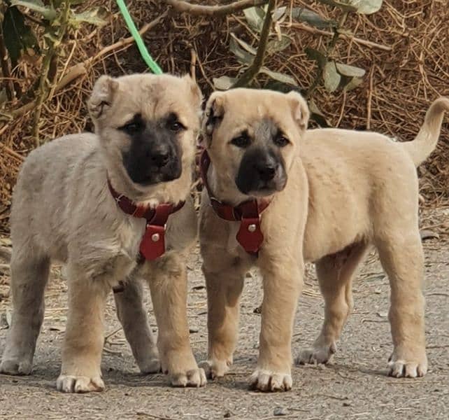 Kurdish kangal pair age 2 month havey bone for sale 0