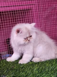 Persian/ bhallo/kitten available for sale