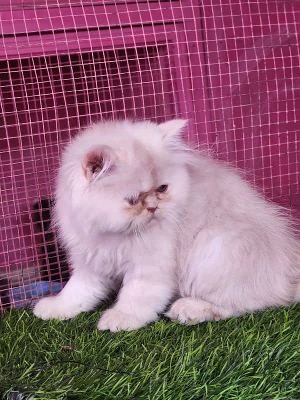 Persian/ bhallo/kitten available for sale 0