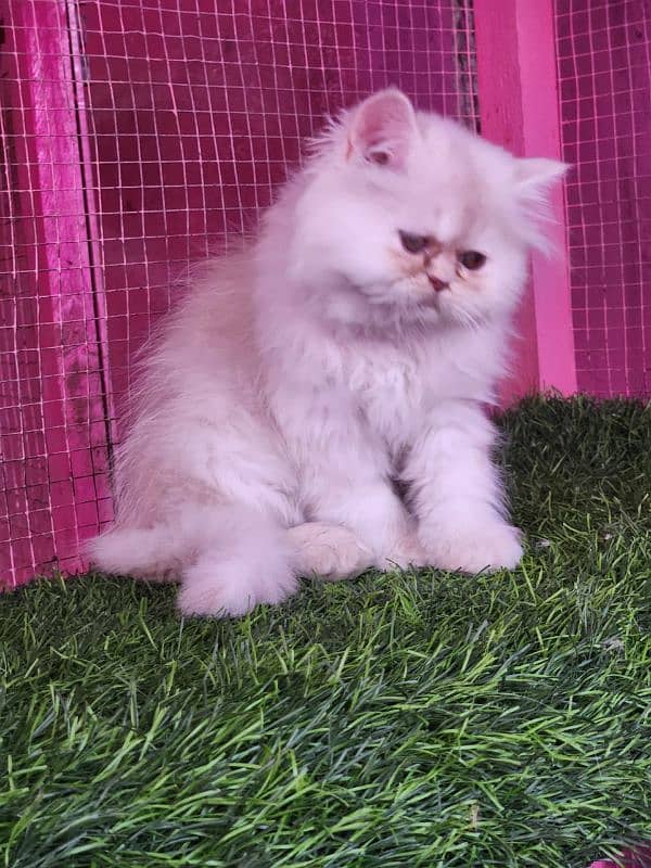 Persian/ bhallo/kitten available for sale 1