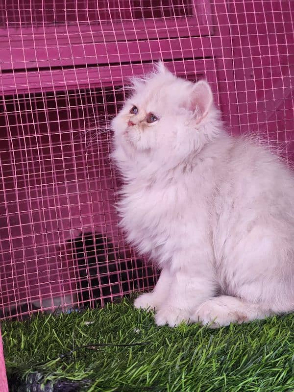 Persian/ bhallo/kitten available for sale 2