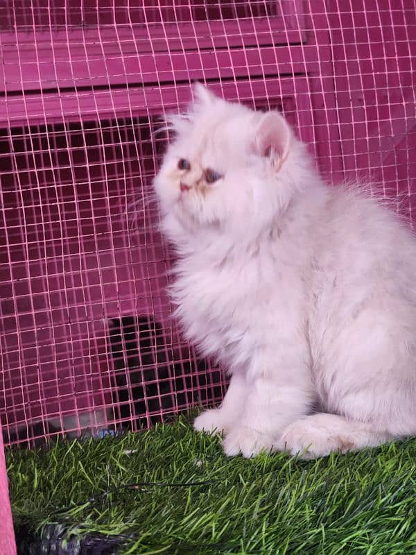 Persian/ bhallo/kitten available for sale 3