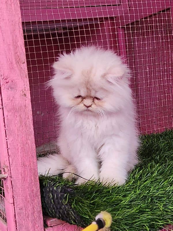 Persian/ bhallo/kitten available for sale 4