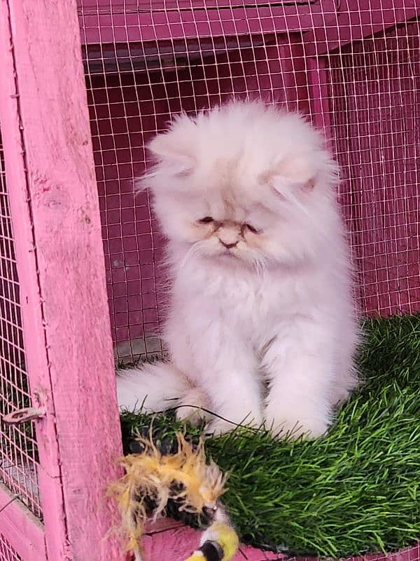 Persian/ bhallo/kitten available for sale 5