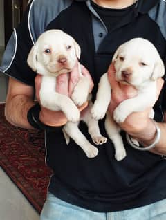 Golden Lab puppies for sale 03335280613