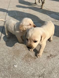 Golden Lab puppies for sale 03335280613