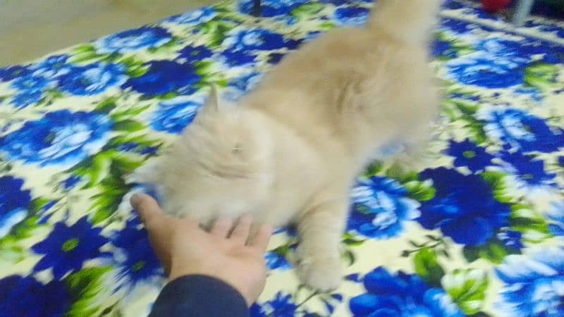 Cat( Tiger ) for Sale 2