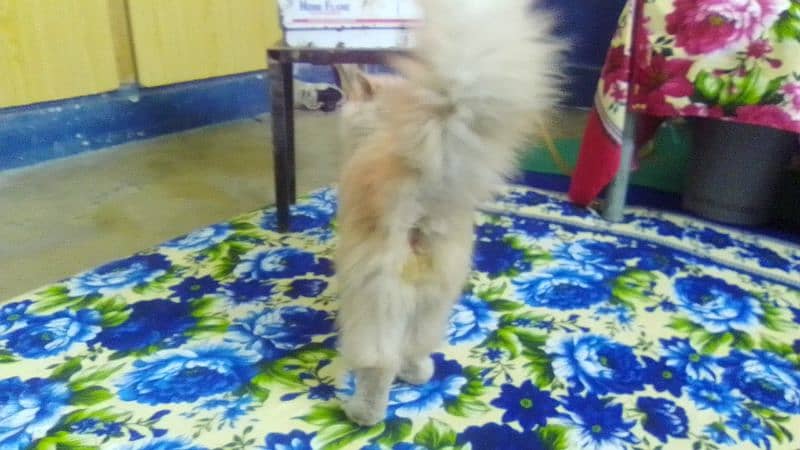 Cat( Tiger ) for Sale 4