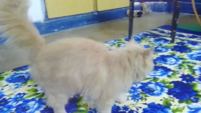 Cat( Tiger ) for Sale 5