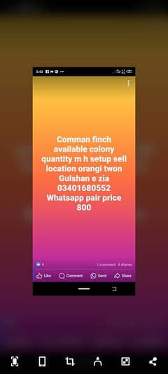 finches for sell