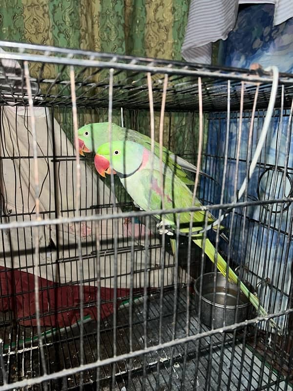 Raw parrot pair 0