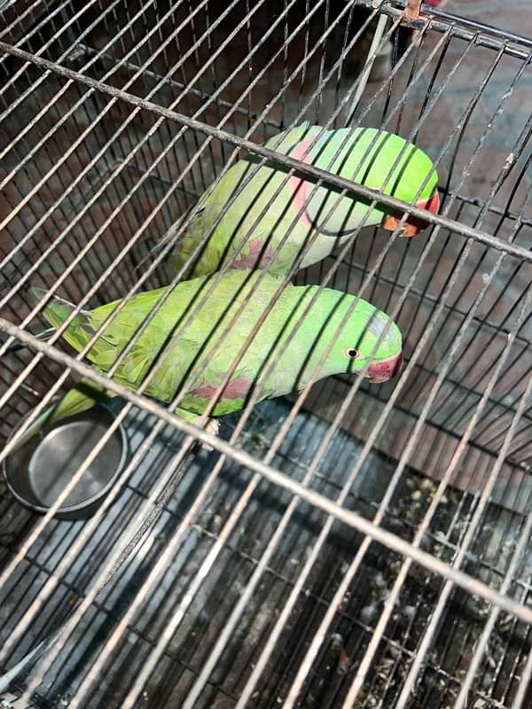 Raw parrot pair 1