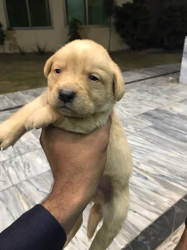 labrador puppies 0