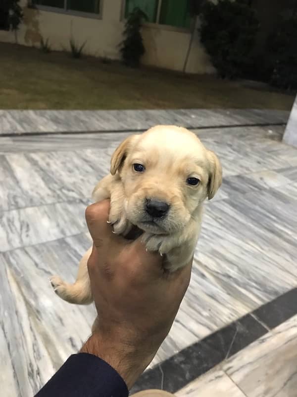 labrador puppies 1