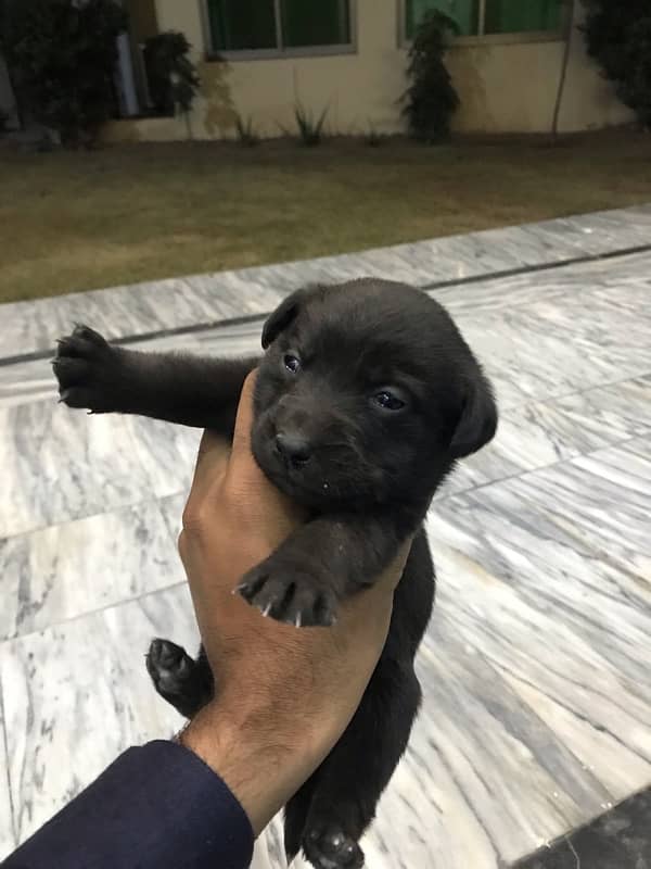 labrador puppies 2